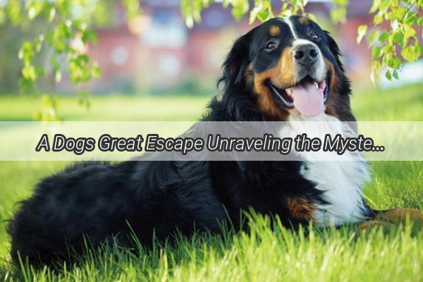 A Dogs Great Escape Unraveling the Mystery Behind Fidos Flight